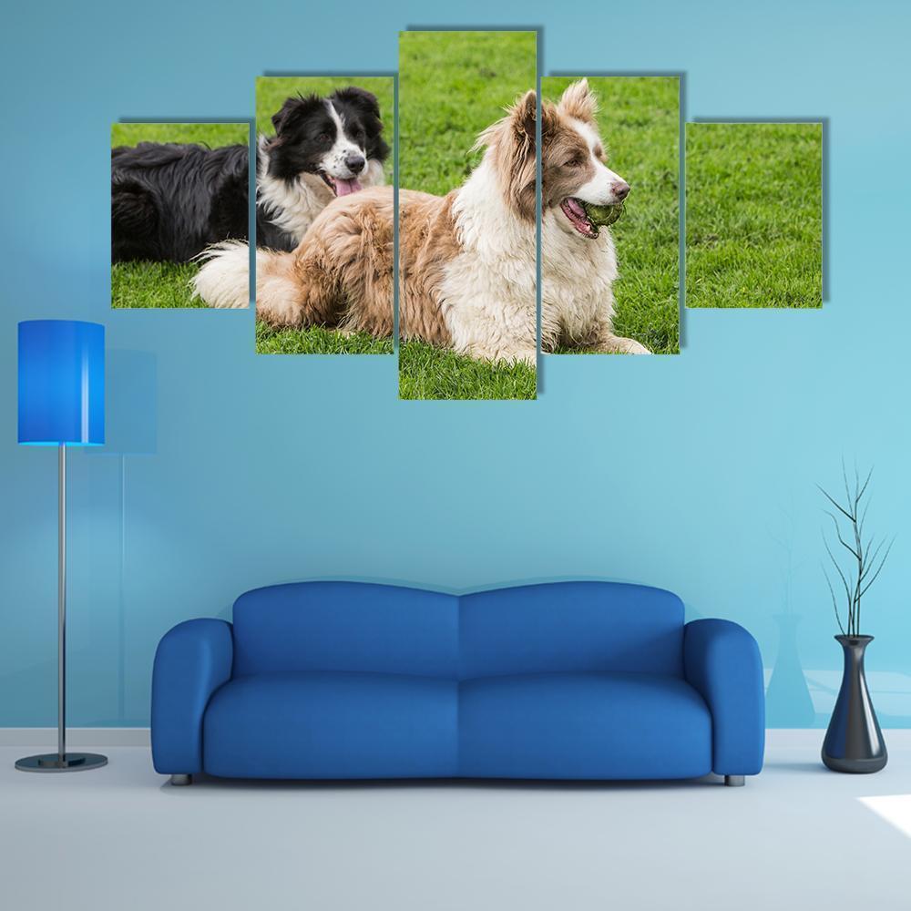 Border Collie Dogs Animal Canvas Wall Art