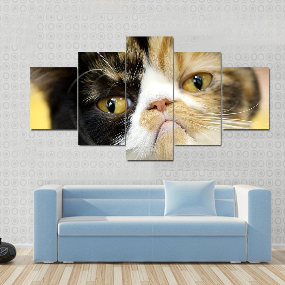 Cat Grumpy Facial Expression Exotic Tortoiseshell Animal Canvas Wall Art
