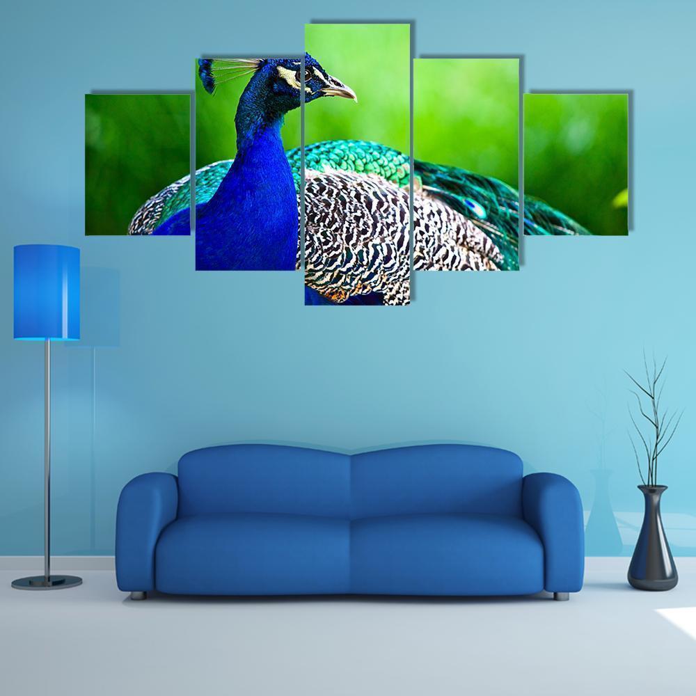 Close-up Of Indian Peacock Animal Canvas Wall Art