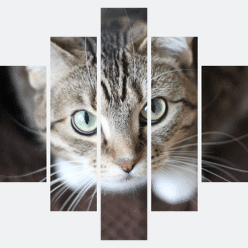Curious Cat Animal Canvas Wall Art