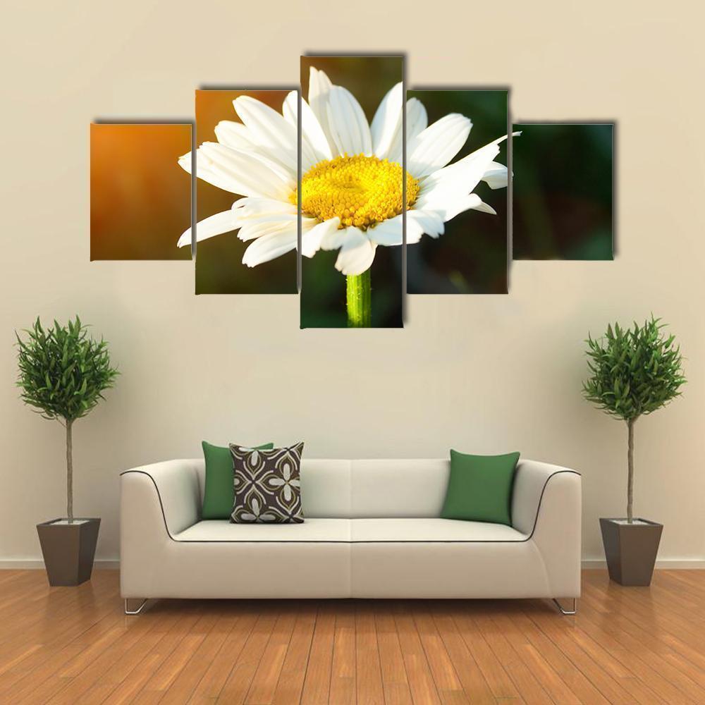 Daisy Flower In Sunset Nature Canvas Wall Art