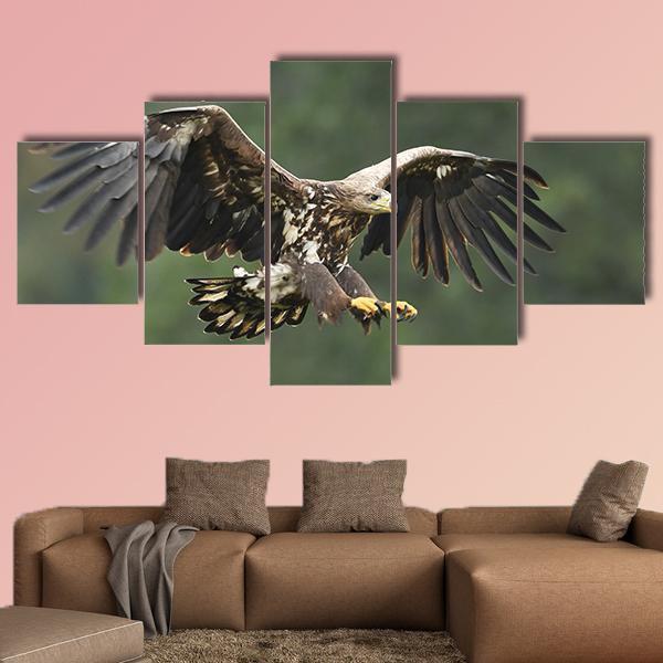 Flying White Tailed Eagle Animal Canvas Wall Art
