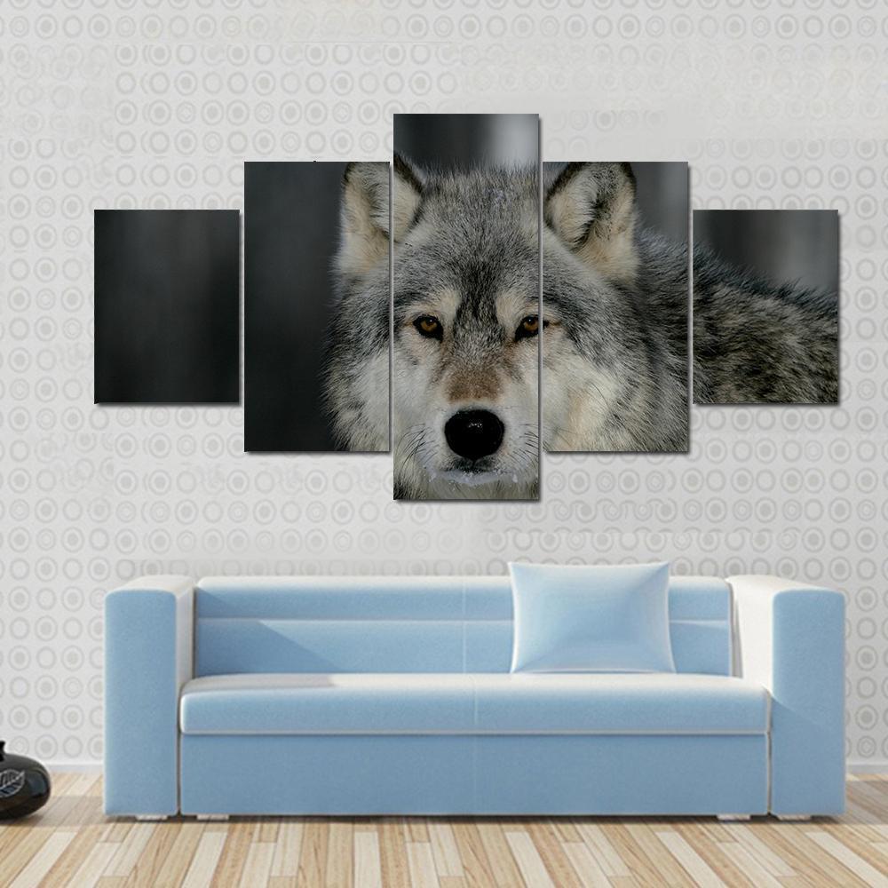 Grey Wolf, Canis Lupus, Single Mammal Head Shot, Captive Animal Canvas Wall Art