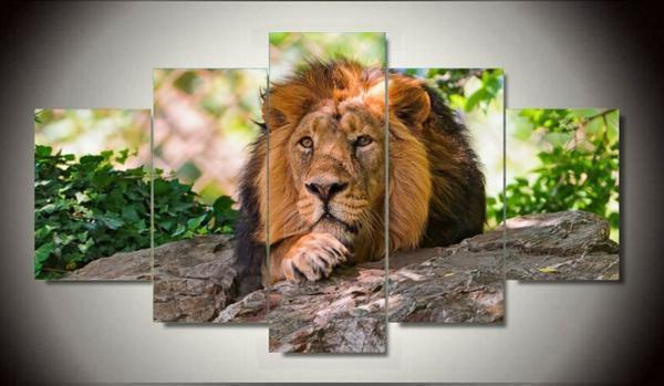 Lazy Lion Animal Canvas Wall Art
