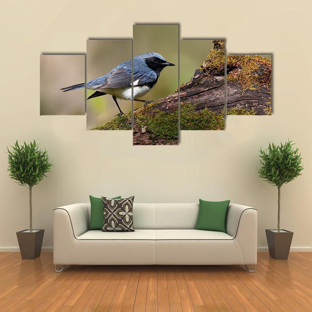 Male Black Throated Blue Warbler Animal Canvas Wall Art