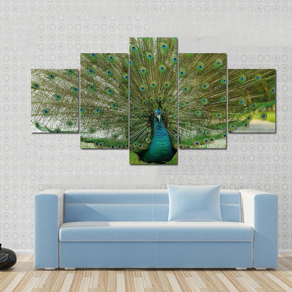 Male Peacock Showing His Tail Feathers Animal Canvas Wall Art