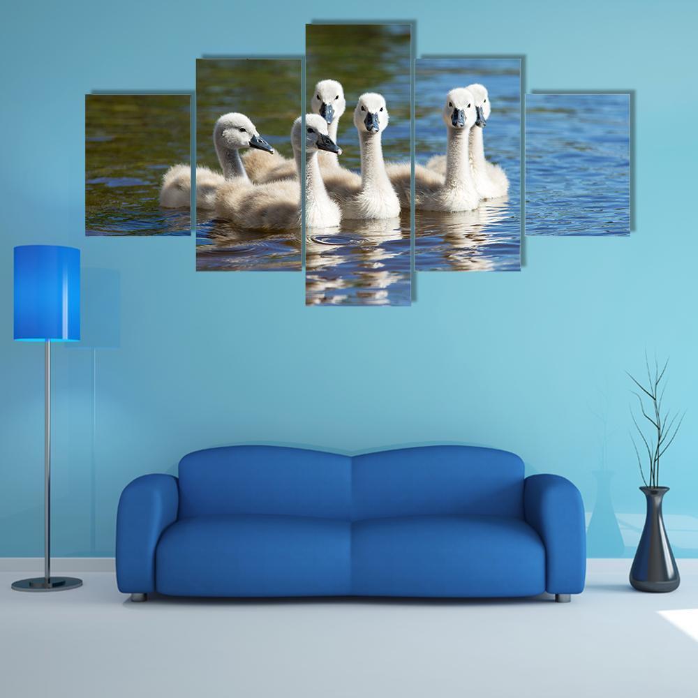 Mall Fluffy Swans Swimming On Blue Lake Water Animal Canvas Wall Art