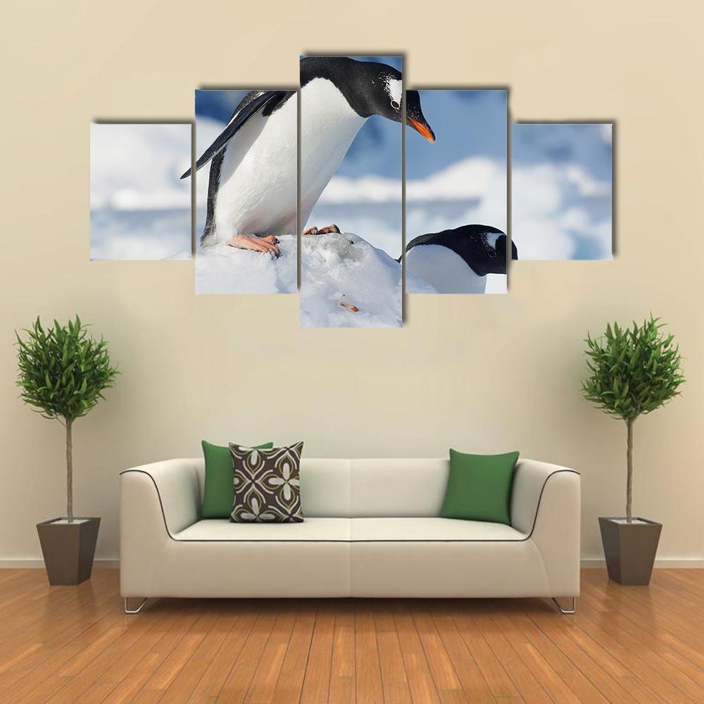 Penguin Gentoo Stands On Edge Animal Canvas Wall Art