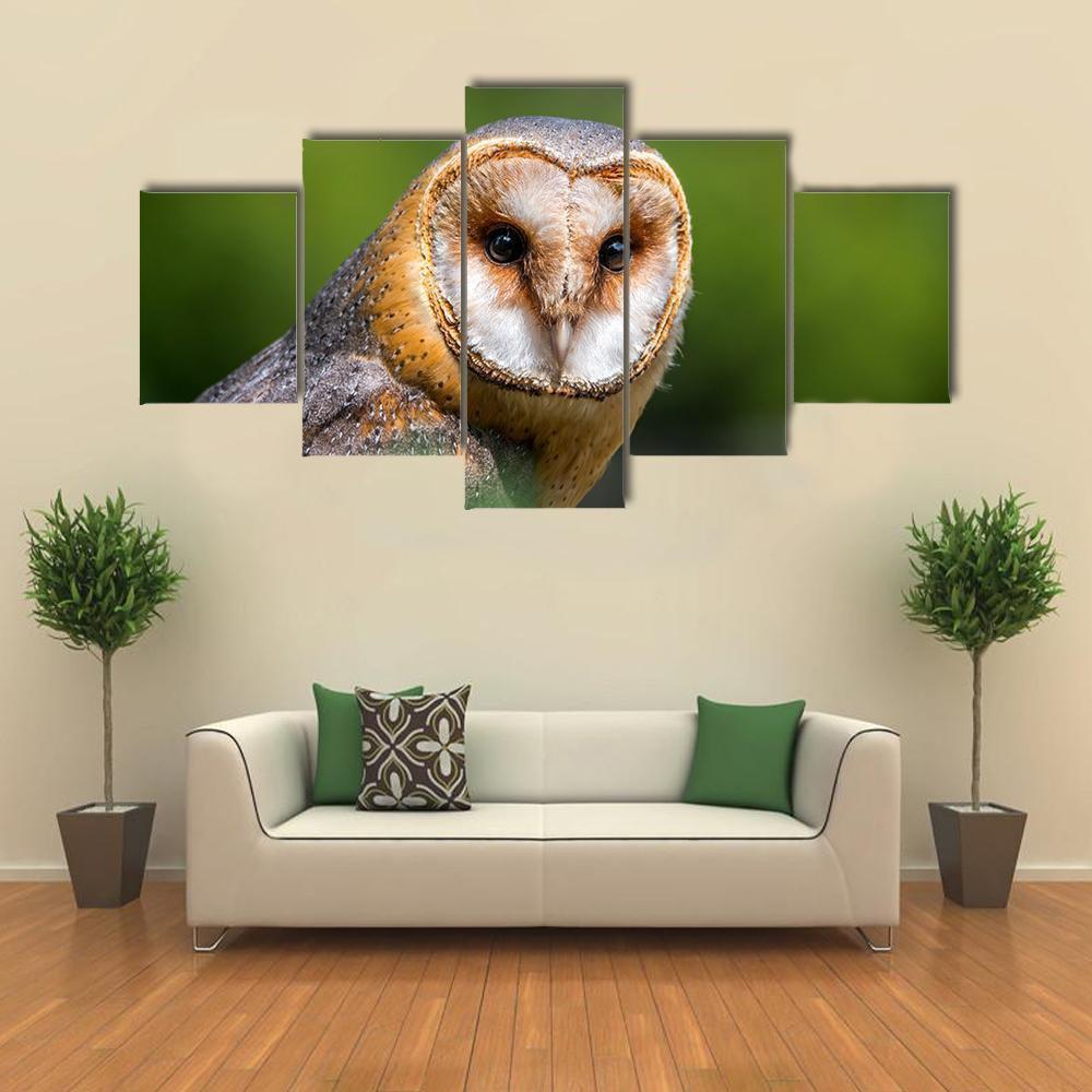 Portrait Of Barn Owl Animal Canvas Wall Art