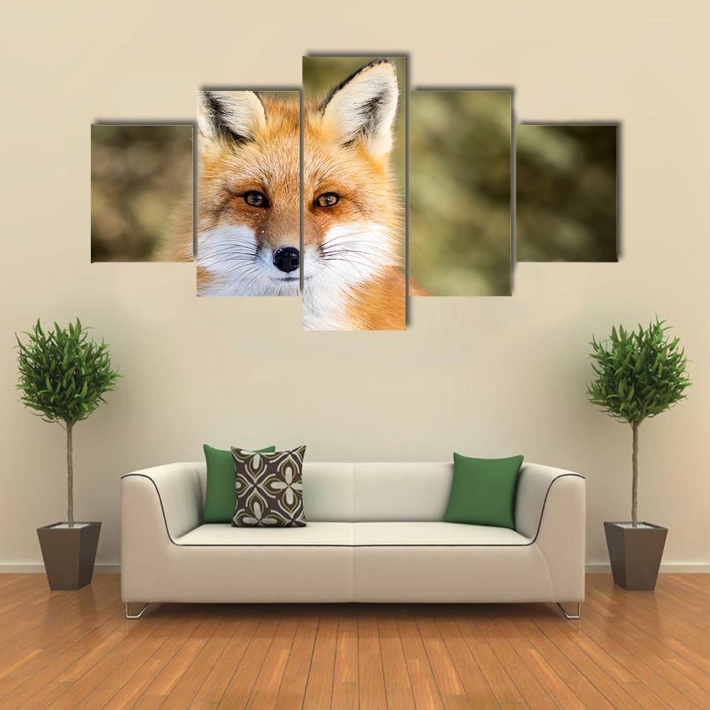Red Fox Vulpes Sitting Up At Attention Animal Canvas Wall Art